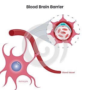 Blood Brain Barrier (BBB) science vector illustration