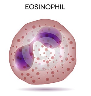 Blood cell Eosinophil photo
