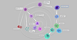 The Blood Cell Lineage 3D