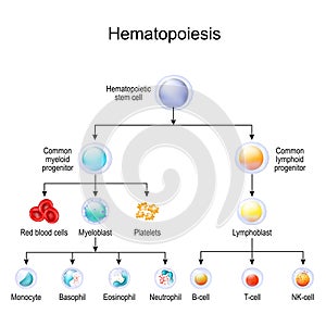 Blood cell types. hematopoiesis photo