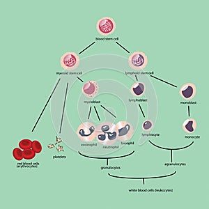 Blood cells