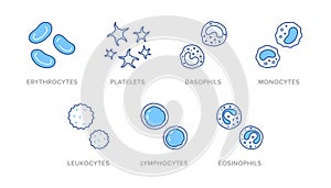 Blood cells doodle illustration including icons - erythrocyte, platelet, basophil, monocyte, leukocyte, lymphocyte