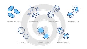 Blood cells doodle illustration including icons - erythrocyte, platelet, basophil, monocyte, leukocyte, lymphocyte photo
