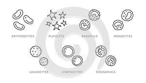 Blood cells doodle illustration including icons - erythrocyte, platelet, basophil, monocyte, leukocyte, lymphocyte photo