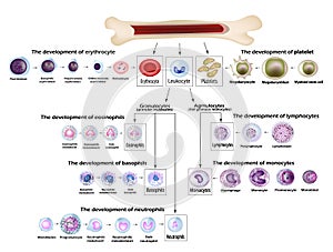 Blood cells Erythrocyte development, red blood cells, leukocytes, eosinophils, lymphocytes, neutrophils, basophils photo