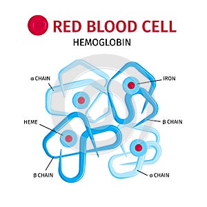 Blood Cells Hemoglobin Infographics
