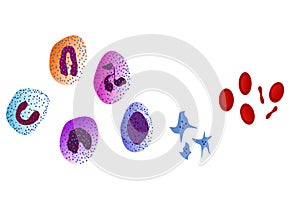 Blood cells - illustration