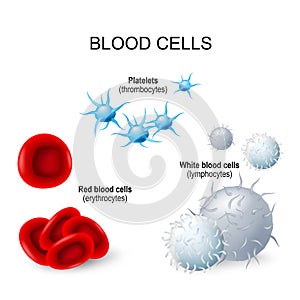 Sangre células plaquetas de la sangre blanco sangre células a sangre células 