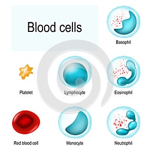 Blood cells. Red blood cells, White blood cells, and