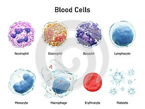 Blood cells series . Neutrophils Eosinophils Basophils Lymphocytes Monocytes Macrophages Erythrocytes and Platelets . Transparent photo
