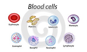 Sangre células. un conjunto compuesto por vistoso células. sangre células plaquetas de la sangre, linfocitos, 