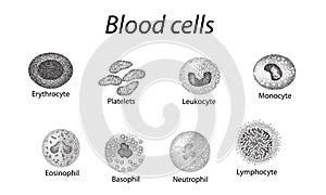 Blood cells. Set of monochrome cells. Red blood cells, platelets, leukocytes, lymphocytes, eosinophils, neutrophils