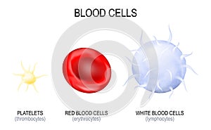 Blood cells type photo