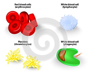 Blood cells. Vector photo