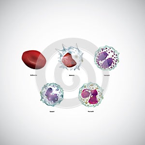 blood cells. Vector illustration decorative design