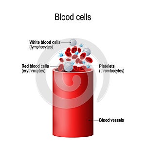 Blood cells and blood vessel photo