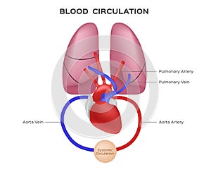 Blood circulation / anatomy concept photo