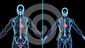 Blood circulation in the body