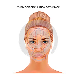 The blood circulation of the face, veins and capillaries located head person`s photo