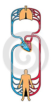 blood circulation system