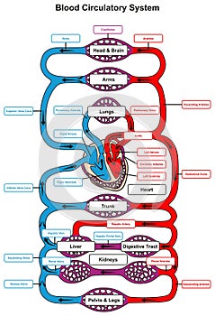 Blood Circulatory System of human body