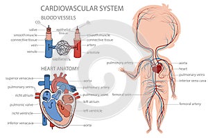 Blood circulatory system system in kid body.