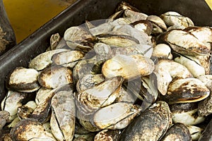 Blood clam,Fresh Trisidos semitorta in black plastic container