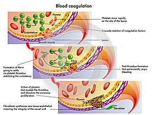 Blood coagulation