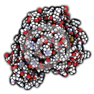 Blood coagulation factor Xa. Plays role in blood clotting and thrombosis