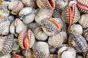 Blood cockle (Anadara granosa).