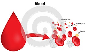 Blood Composition