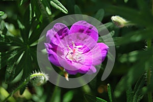 Blood Cranesbill (Geranium sanguineum)