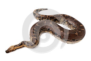 blood curtus sumatran short tailed python snake