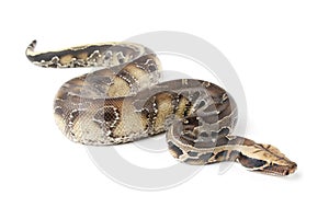 blood curtus sumatran short tailed python snake