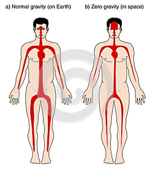 Blood distribution due to gravity