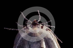 A blood-filled tick on a black background