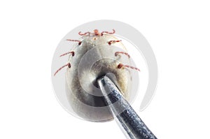 A blood-filled tick with tweezers clamped on a white background