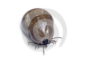A blood-filled tick on a white background