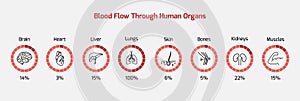 Blood flow through human organs - human organs, blood flow, blood percentage - vector 10