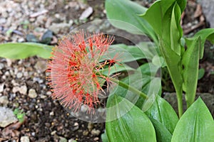 blood flower blossom in the garden .