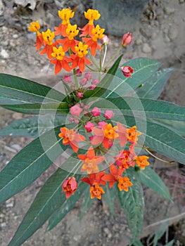 Blood flowers asclepias lanceolata