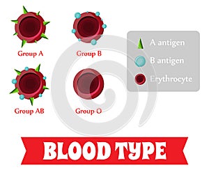 Blood group. Blood type.