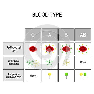Types of blood A, B, AB, O. Recipient and Donor. photo