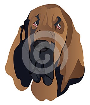 Blood Hound illustration vector