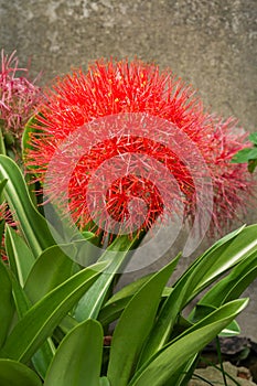 Blood lily or fireball lily