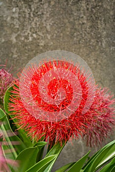 Blood lily or fireball lily