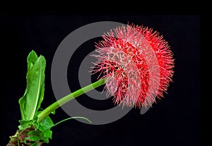 Blood lily or fireball lily