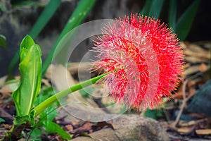 Blood lily or fireball lily