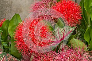Blood lily or fireball lily