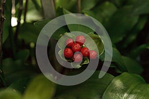 Blood lily Haemanthus puniceus berries